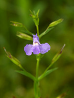 Mimulus ringens SQUARE-STEMMED MONKEY FLOWER 9040558z