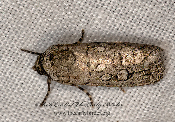 Sympistis sectiloides  CUTWORM MOTH 3030741z