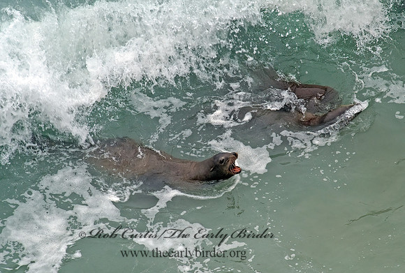 Zalophus californianus  CALIFORNIA SEA LION 8019580z