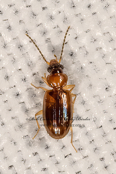 Paratachys scitulus  MINUTE GROUND BEETLE 3038039z
