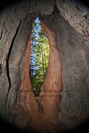 Avenue of the Giants 8019944z