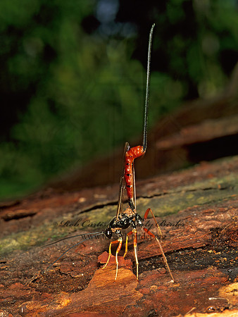 Dolichomitus irritator 290822z