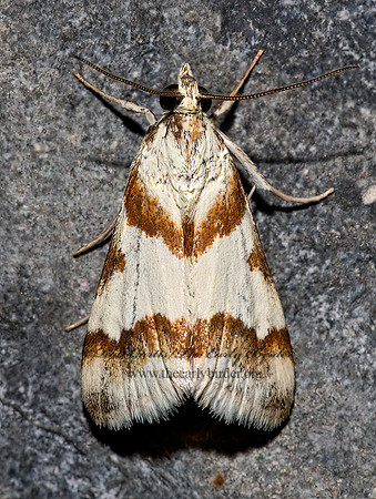 Pseudoschinia elautalis ODONTINAE CRAMBID MOTH 7005162z