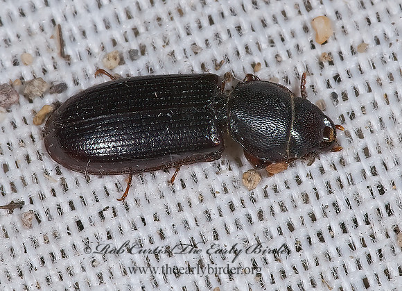 Tenebroides sonorensis  BARK-GNAWING BEETLE 7008705z