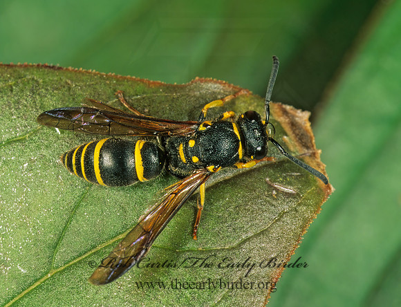 Ancistrocerus adiabatus 182917z