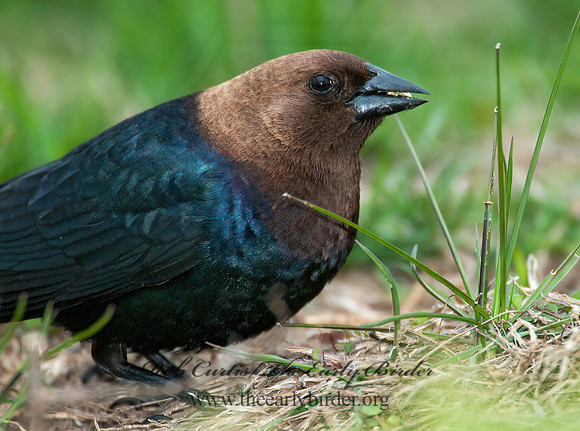 Molothrus ater  BROWN-HEADED COWBIRD  3007490z