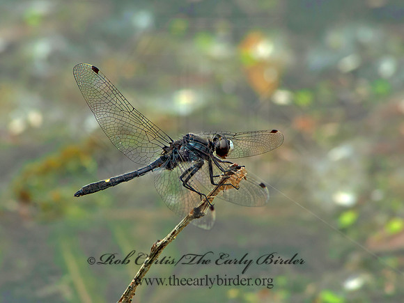 Leucorrhinia intacta DOT-TAILED WHITEFACE 5007854a