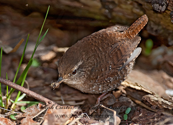 Troglodytes hiemalis  WINTER WREN 8033857z