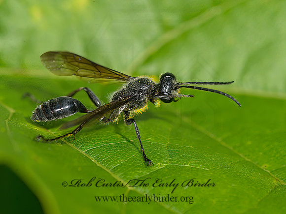 Isodontia mexicana  GRASS-CARRYING WASP 9040702z
