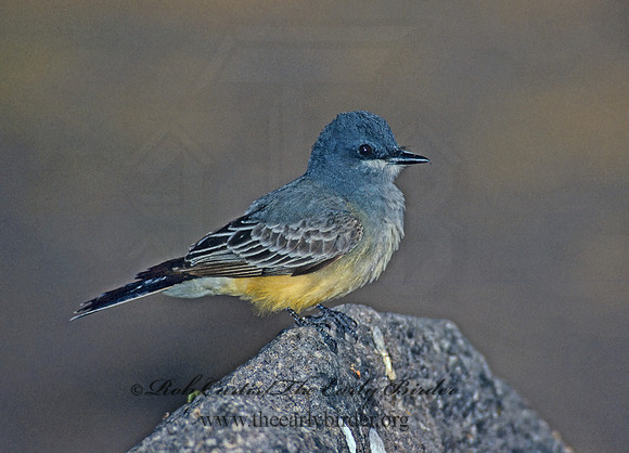 Tyrannus vociferans  CASSIN'S KINGBIRD 73028z
