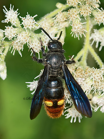 Scolia dubia  BLUE-WINGED SCOLIID 9051142z