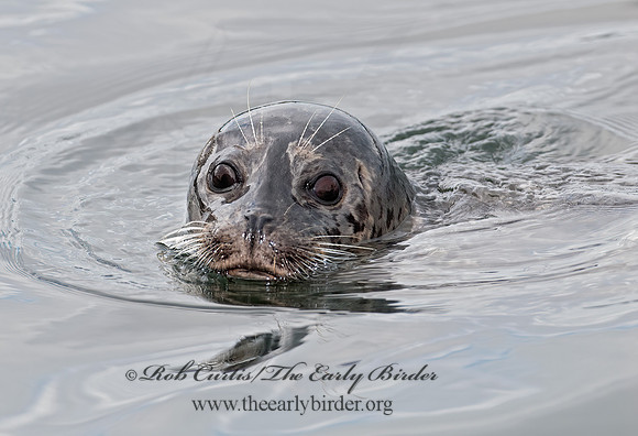 Phoca vitulina  HARBOR SEAL 7017601z
