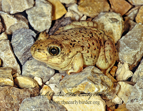 Anaxyrus punctatus  RED-SPOTTED TOAD  57120 z