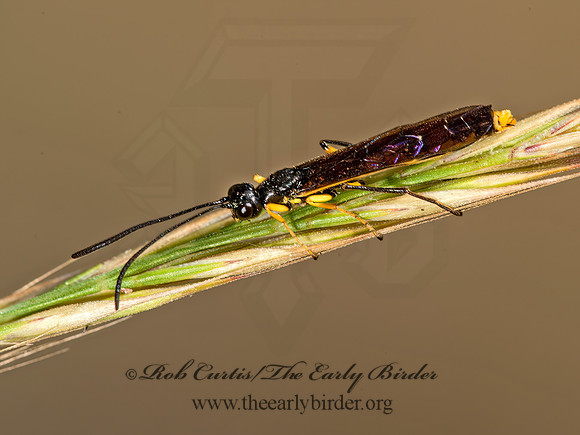 Calameuta clavata  STEM SAWFLY 8037176z