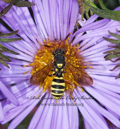 Nomada vincta  NOMAD BEE 6015823z