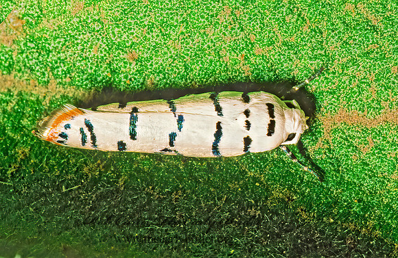 Ethmia delliella  LADDER-BACKED ETHMIA MOTH  51826z