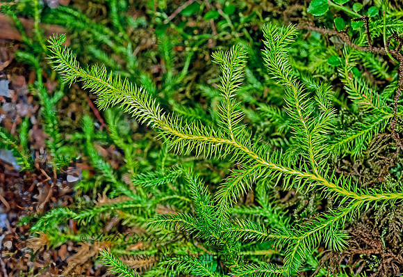 Lycopodium clavatum~  WOLF'S FOOT CLUB MOSS 230223z