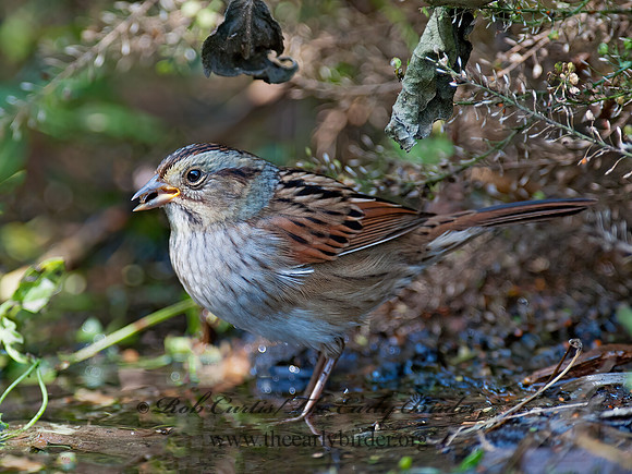 Melospiza georgiana  SWAMP SPARROW 8029263z