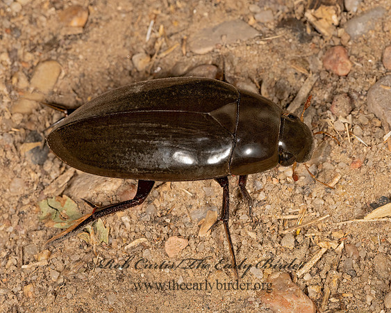 Hydrophilus triangularis  WATER SCAVENGER BEETLE 3025174 z