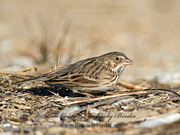 Pooecetes gramineus  VESPER SPARROW 9053788z