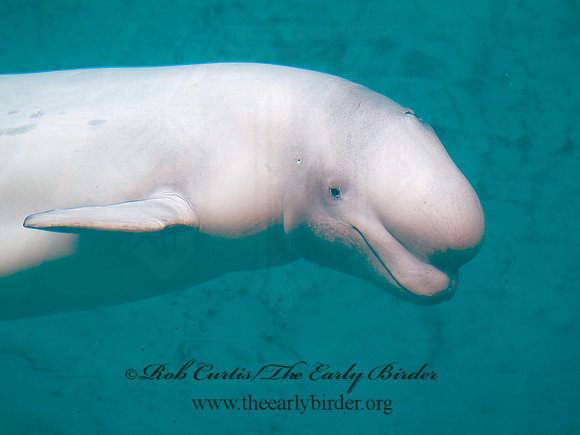 Delphinapterus leucas  BELUGA 4002705z