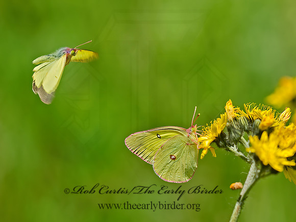 Colias interior  PINK-EDGED SULPHUR 9032772z