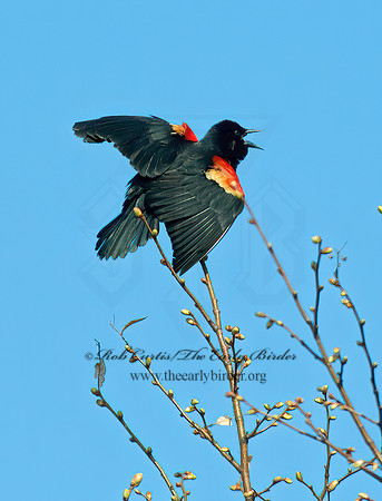 Agelaius phoeniceus  RED-WINGED BLACKBIRD 4000029z