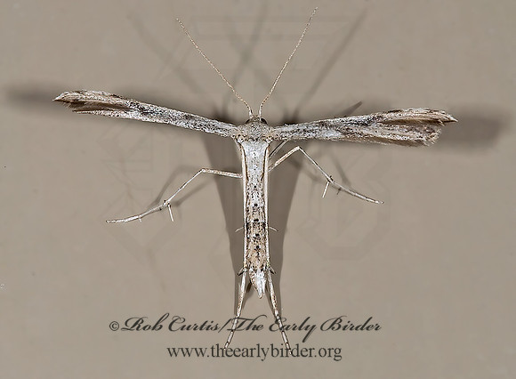 Adaina ambrosiae  RAGWEED PLUME MOTH 7003523z