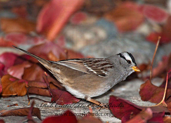 Zonotrichia leucophrys  WHITE-CROWNED SPARROW 8020698z