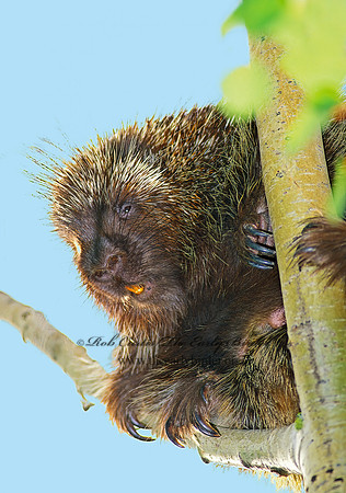 Erethizon dorsatum  NORTH AMERICAN PORCUPINE 60218z