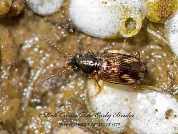Bembidion impotens  MINUTE GROUND BEETLE 3025980z