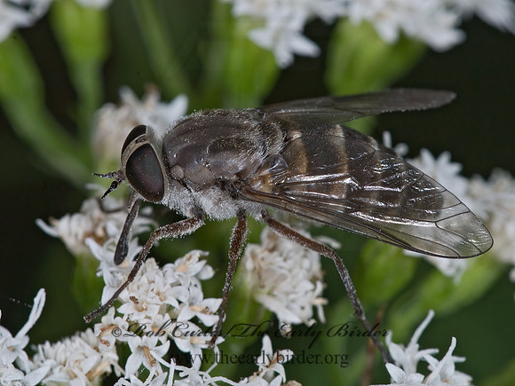 Stonemyia tranquilla  HORSE FLY 7014985z