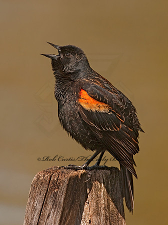 Agelaius phoeniceus  RED-WINGED BLACKBIRD 3001935z