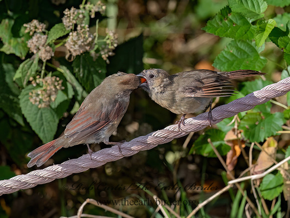 Cardinalis cardinalis NORTHERN CARDINAL 3047479z