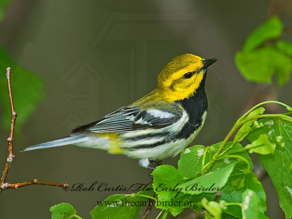 Setophaga virens  BLACK-THROATED GREEN WARBLER 8022077z