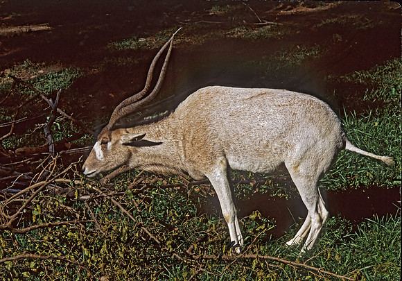 Addax basomaculatus  ADDAX 293830 Addaxz