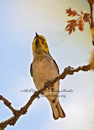 Setophaga occidentalis  HERMIT WARBLER 9056258z
