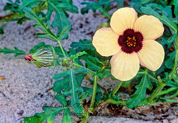 Hibiscus trionum  FLOWER-OF-AN-HOUR 244603z