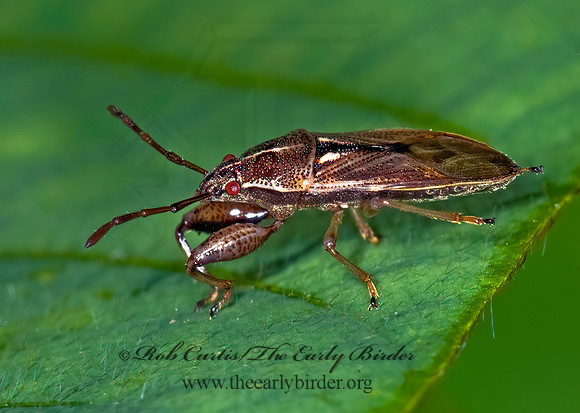 Oedancala dorsalis 6010062z