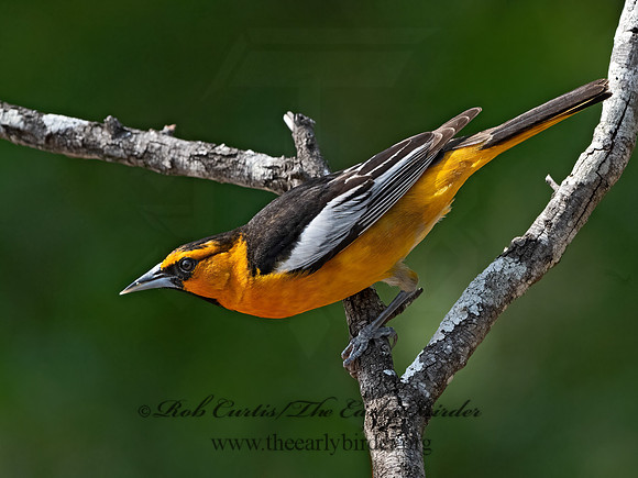Icterus bullockii  BULLOCK'S ORIOLE 3032733z