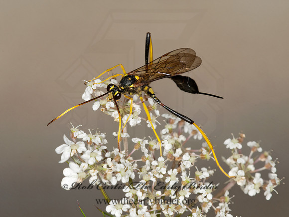 Acroricnus stylator aequatus 3010085z