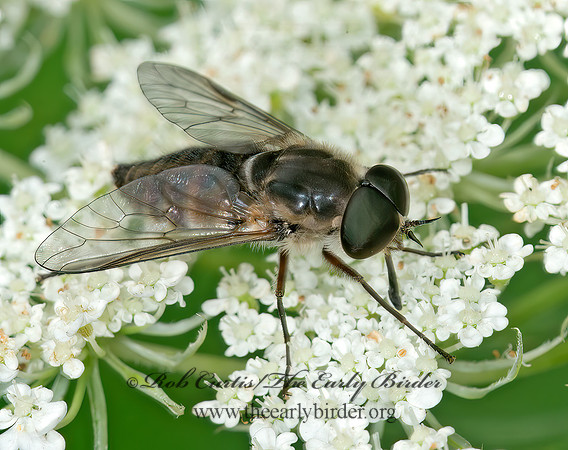 Stonemyia rasa HORSE FLY 9013734z