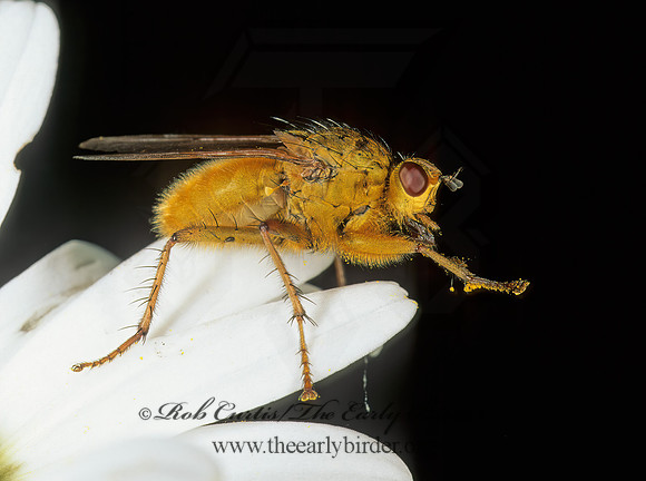 Scathophaga stercoraria  DUNG FLY 207306z