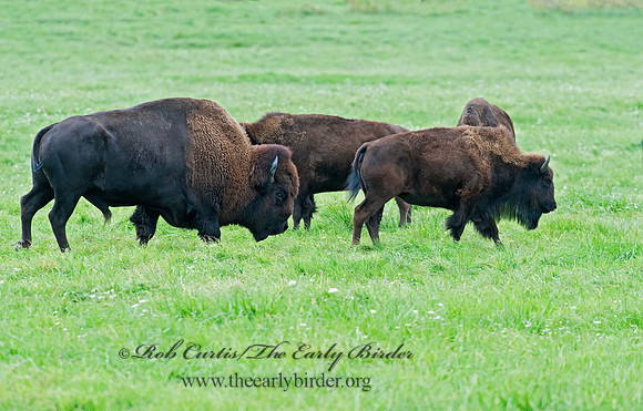 Bison bison  BISON 8023867z