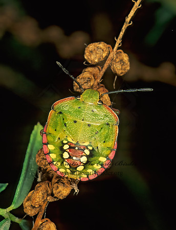 Nezara viridula 201129z