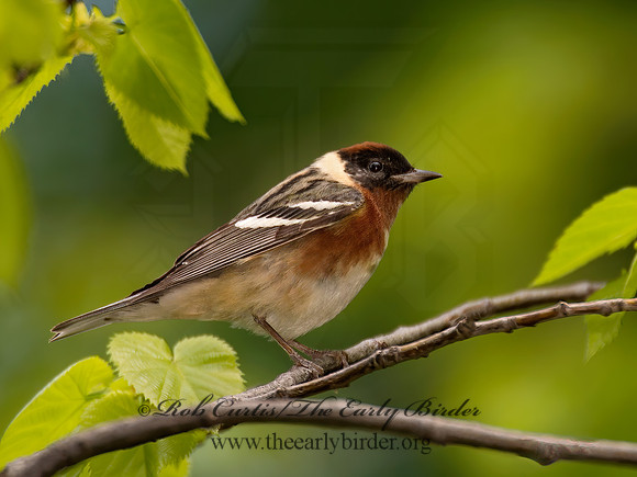 Setophaga castanea  BAY-BREASTED WARBLER 9022230z