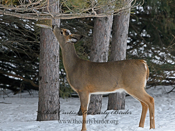 Odocoileus virginianus  WHITE-TAILED DEER 3017504z