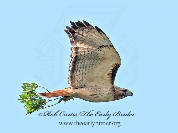 Buteo jamaicensis  RED-TAILED HAWK 9068802z