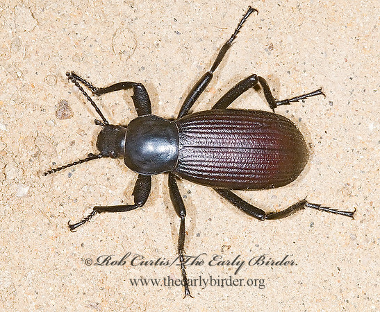 Eleodes obscurus 7011157z