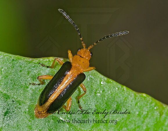 Phyllobrotica limbata 6008018z